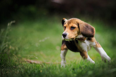 Dog looking away on field