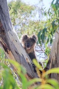 Koala sitting in a tree