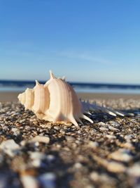 Close-up of shells on beach