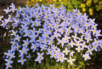 Close-up of white flowering plants in park