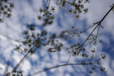 Low angle view of flower tree against sky