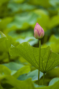 Close-up of pink lotus water lily