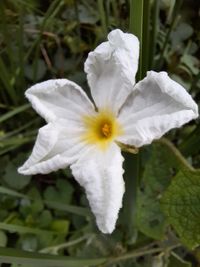 Close-up of white flowering plant