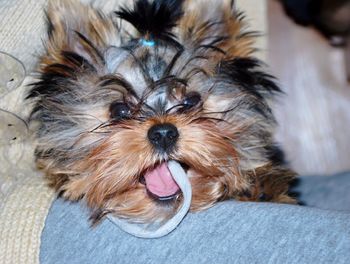 Close-up portrait of a dog