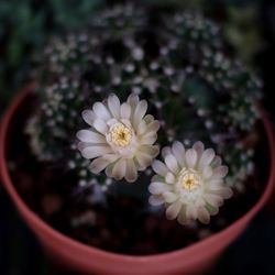 Close-up of white flowering plant