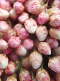 Close-up of red chili peppers