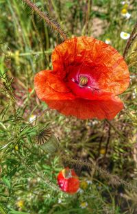 Close-up of red flower