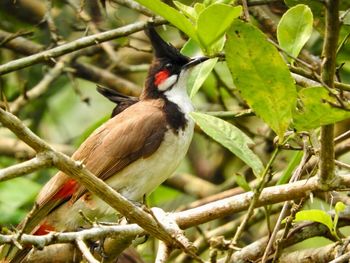 The red whiskered bulbul pycnonotus jocosus, or crested bulbul, is a passerine bird.