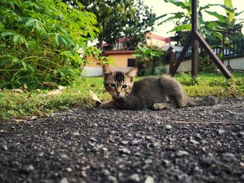 Portrait of cat sitting on street