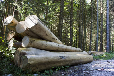 Logs in forest