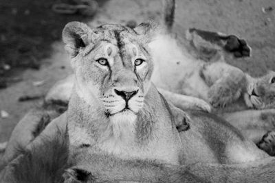Portrait of lion relaxing outdoors