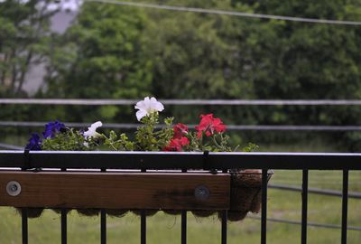 Close-up of flowers blooming on railing