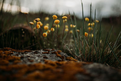 Close-up of mushroom growing on field