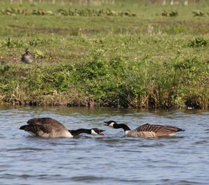 Ducks swimming in lake