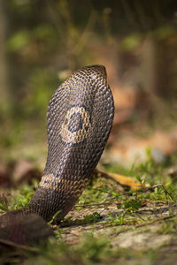 Symbol of snake