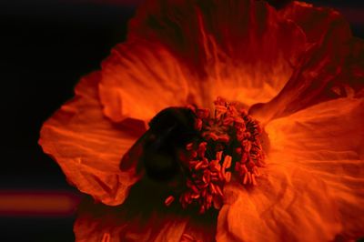 Close-up of orange flower against black background