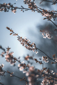 Low angle view of cherry blossoms against sky