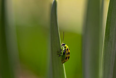 Close-up of insect on leaf