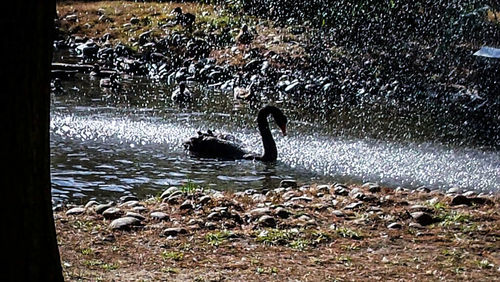 Bird in water