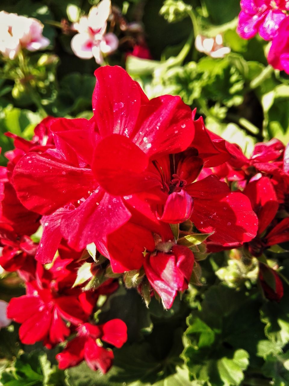 flowering plant, flower, petal, plant, vulnerability, beauty in nature, fragility, flower head, red, freshness, inflorescence, growth, close-up, nature, day, no people, drop, outdoors, water, wet, pollen, dew