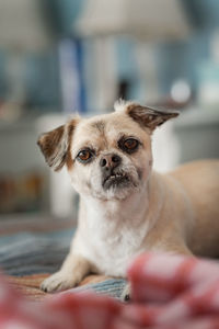 Portrait of dog at home