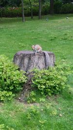 Squirrel on tree in field