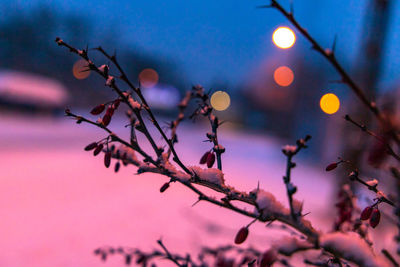 Close-up of cherry blossom