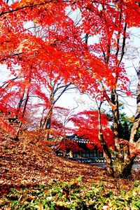 Low angle view of trees against sky