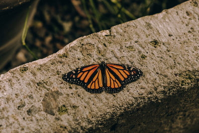 Close-up of butterfly on rock