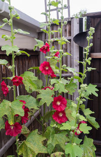 Flowers growing in greenhouse