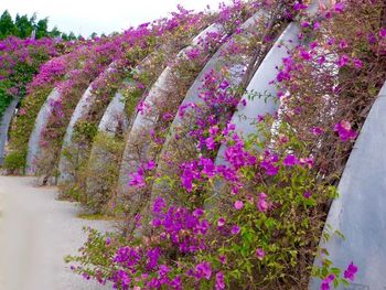 Purple flowers growing on tree