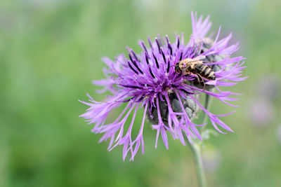 Close-up of bee on purple flower