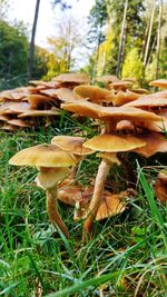 Close-up of mushroom on grass