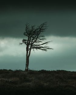 Bare tree on field against sky