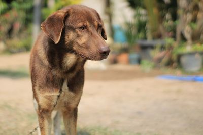 Close-up of standing dog on bright day.