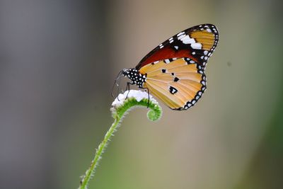 Close-up of butterfly on plant