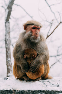 Close-up of monkey