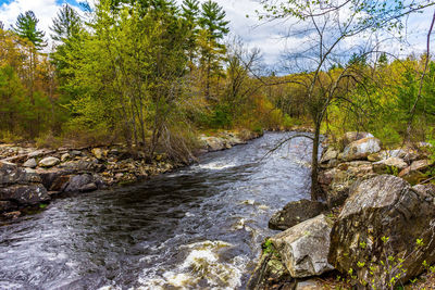 River flowing amidst trees in forest against sky