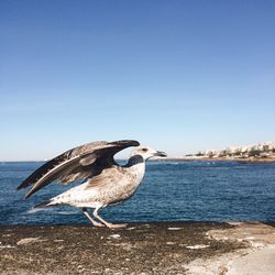 Bird perching on blue sea against clear sky