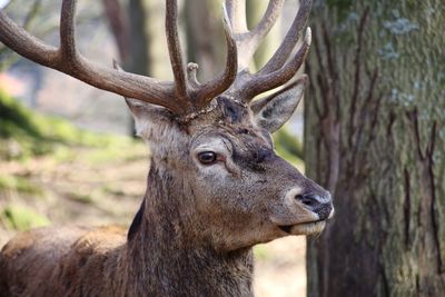 Close-up of deer on tree