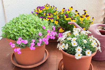 Flowers blooming on potted plant