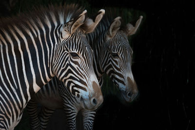 Close-up of grevy zebra mother beside foal