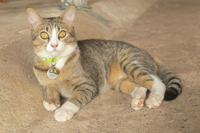 High angle view of cat resting