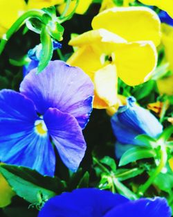 Close-up of purple flower blooming against blue sky