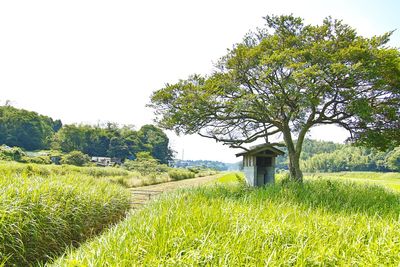 Scenic view of field against clear sky