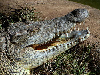 Close-up of crocodile on shore