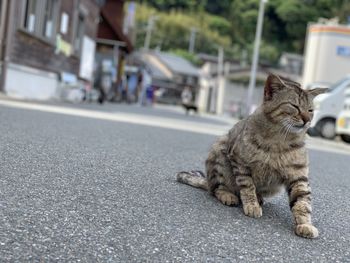 Cat sitting on road