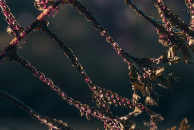 Close-up low angle view of branches