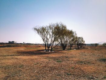 Bare trees on landscape against clear sky