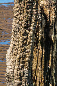 Close-up of tree trunk